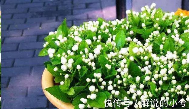 误区,这8种花冬季千万不要保暖,否则春天反而不开花