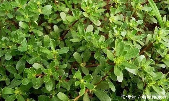 農村的一種野菜，介紹以下幾種治療疾病的小偏方，你值得擁有