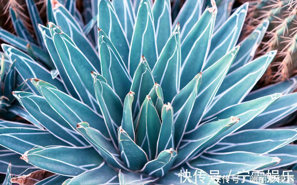 龙舌兰|3种霸气“吸毒”花,“镇宅旺财”,但是有毒,养花要知道