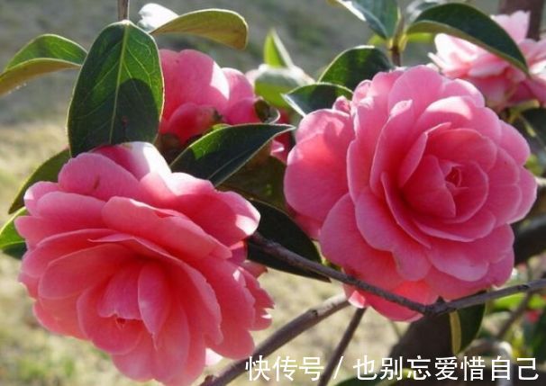 适合家养的5种花卉，好养易活易爆盆，花色艳丽，阳台开成小花园