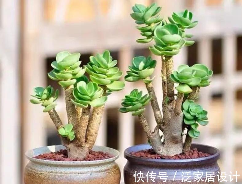 铜钱草|5种花卉自“带钱”,寓意美好招财进宝,有钱人家都会养几盆