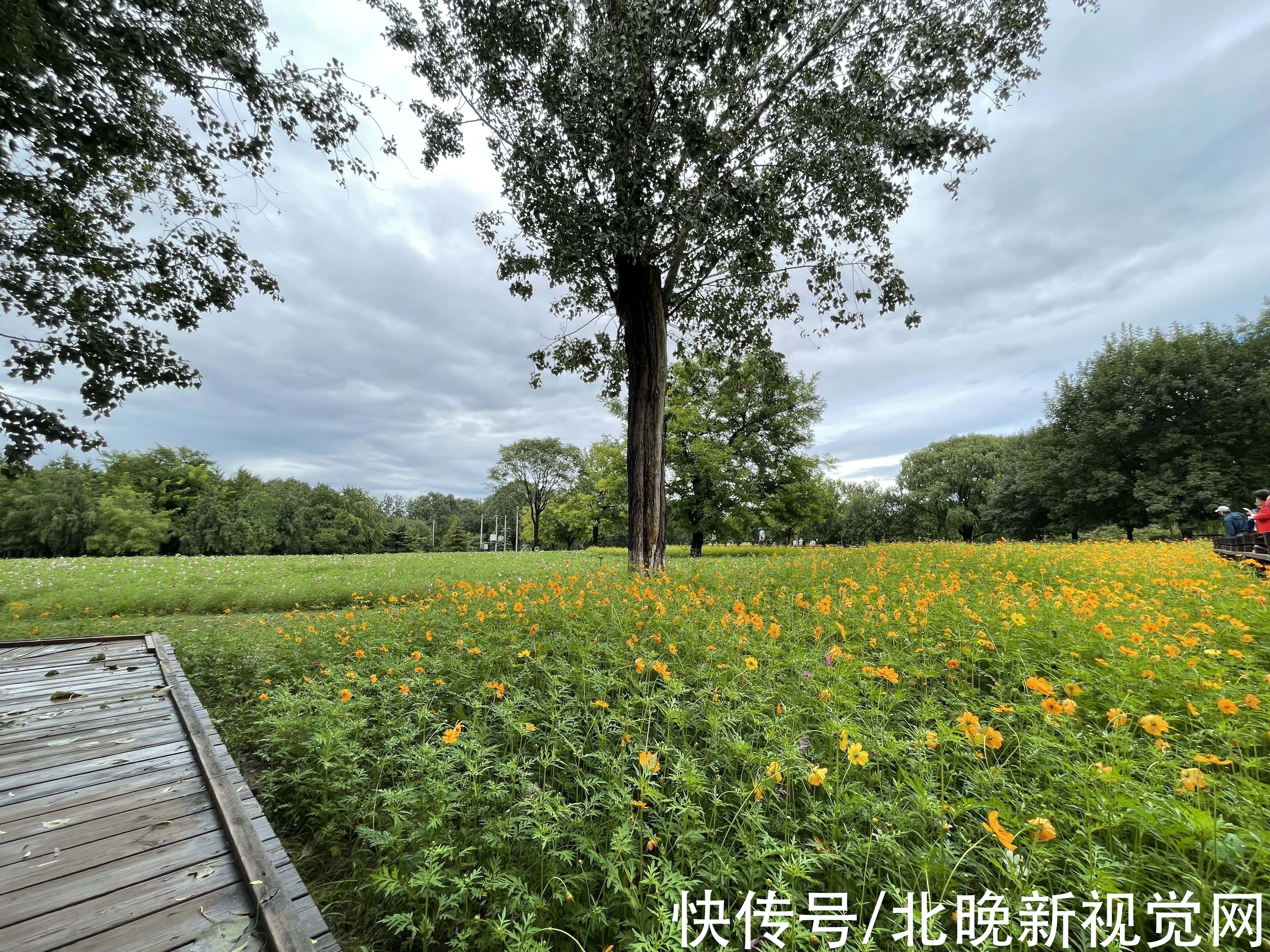 百日草|数万株各色菊花、“心形”图案百日草……北京奥森花海进入盛花期