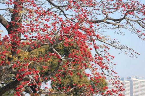 @惠州人 踏青赏花指南来啦