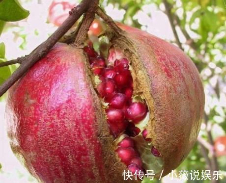 脾胃|消化不良该怎么办?多吃此3物,清热解毒促消化!不可小觑