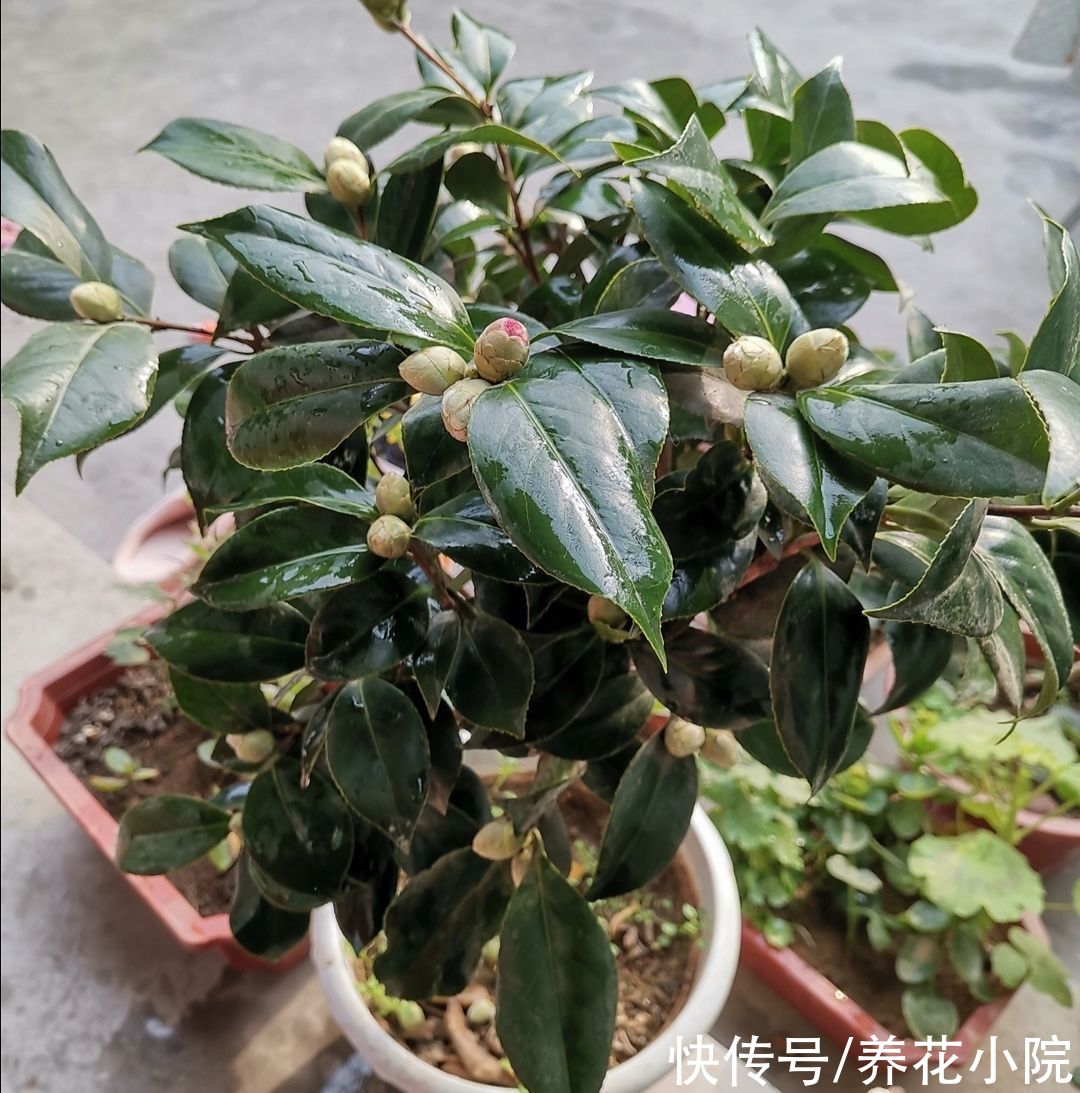茶花|家里养2种花，6月以后切记别修剪，不然没花看