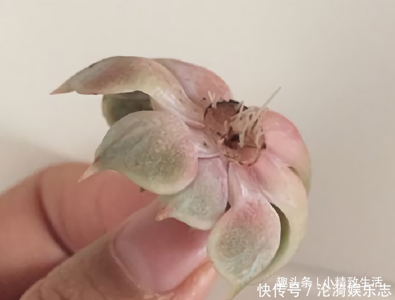 多肉|不喜水的多肉，却可以水培2种操作方法，肉肉照样出状态