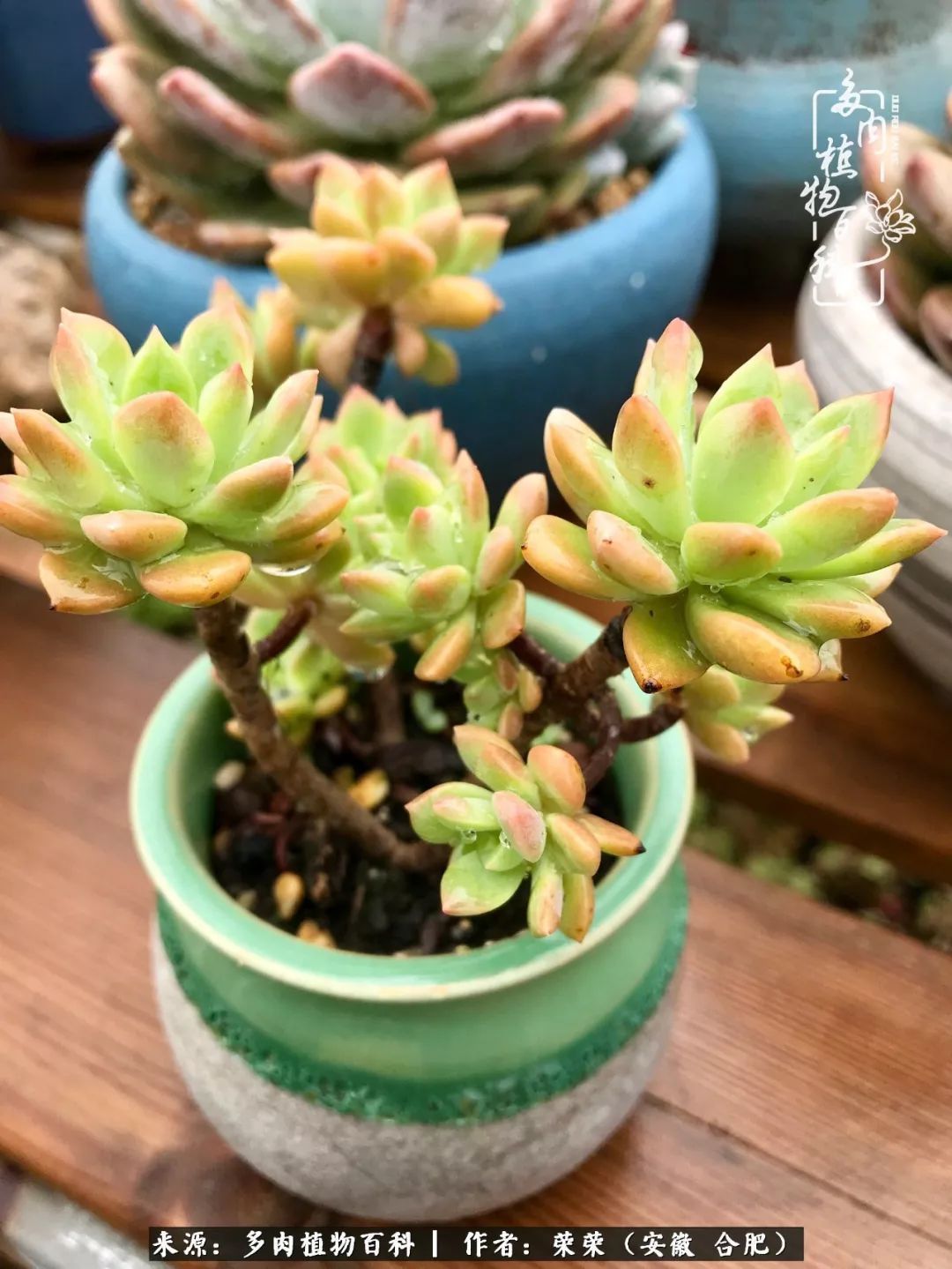 金秋时节,变化带来的惊喜不正是养肉的乐趣所在么!