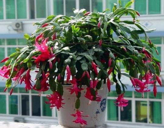 开花期|养殖蟹爪兰,做好4点,冬日开花叶子比花多