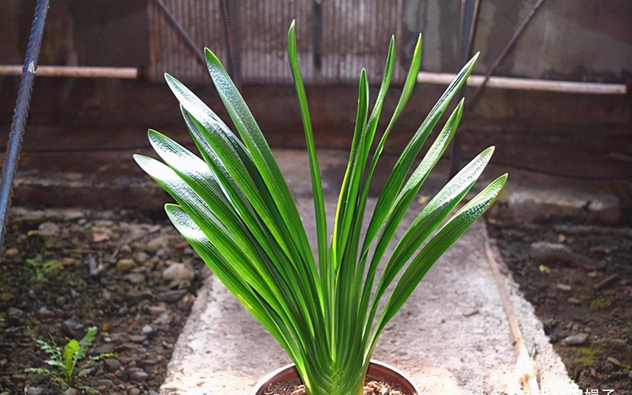 室内养殖这些花卉时,浇水时不要浇湿叶片,可能会造成烂叶的现象