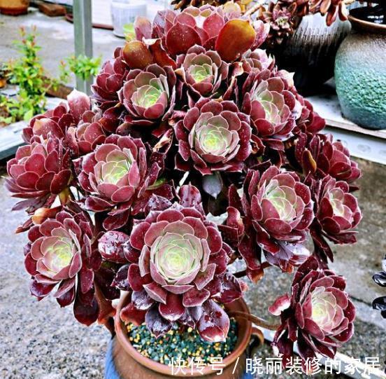 长势|入秋以后，多肉法师要放养，丢失外长势旺，养成群生手捧花