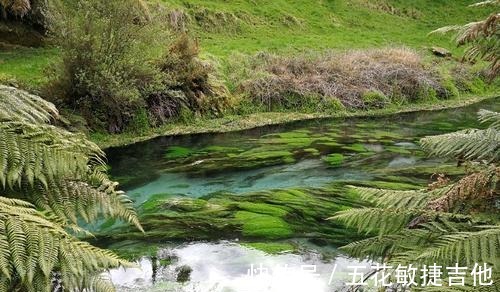 步道|打卡新西兰，北岛的这处“蓝泉”值得一来，还被誉为“天然氧吧”！