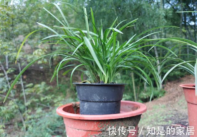 花盆|养兰花不会施肥怎么办?专为新手定制的技巧,不施肥养兰法