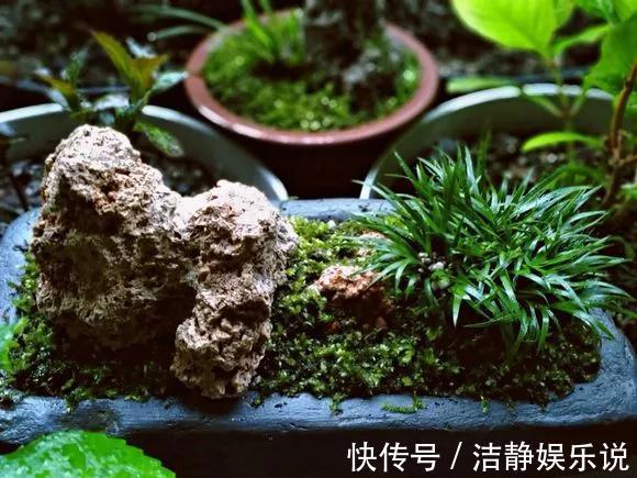 兰花|3种花“品味高”,放在家里有档次,格调高雅都说好看!