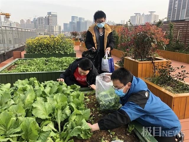 这所小学里竟藏了一座生态园，学生：没想到可以在学校养鱼