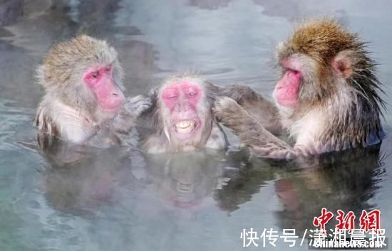 温泉|日本北海道猴子集体沐浴温泉表情惬意