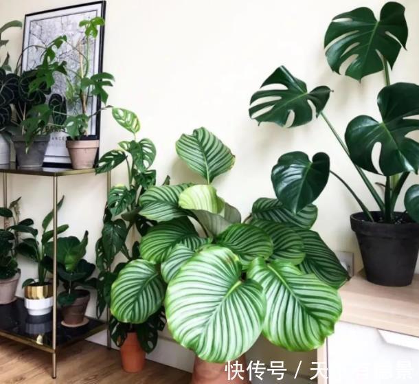 养花|客厅摆上3种花,净化空气上档次,提高了家居品味,值得拥有