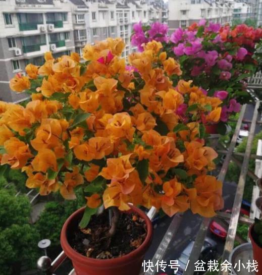 花芽|秋天养三角梅，合理的掐芽打顶，新芽侧枝一起长，绽放层叠群花