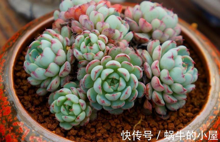 花土|给多肉上盆该注意的细节问题