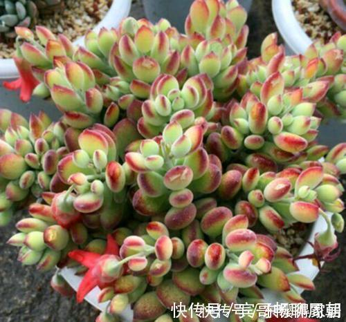 4种漂亮多肉,怕冷难过冬,新手要慎选,来年开春再养也不迟!