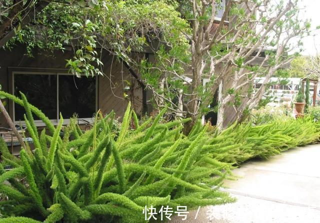 天门|养一株网红草狐尾天门冬,让阳台和庭院变得有趣起来