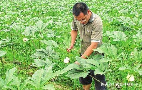 黄秋葵|黄秋葵健胃护肠,让更优质美味的黄秋葵上市,仅需做好三点