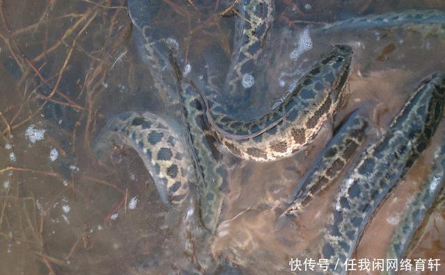 老乡|广东汕头水库黑鱼泛滥,附近老乡有人开车载鱼上岸