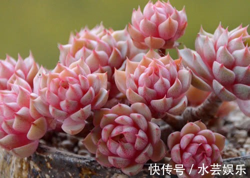 叶片|多肉苯巴蒂斯怎么养教你3个小妙招,养出清新多彩的苯巴蒂斯