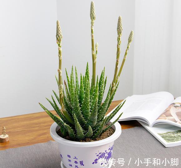 9种“健康花”，能吃能泡茶，客厅养一盆，清洁空气，吉利大气