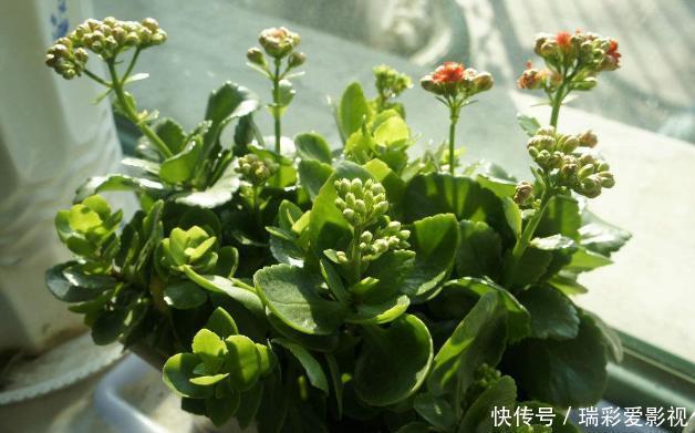 温度|不愿长寿花冬天黄叶、花刚开就掉落，浇水切记遵循这3规则