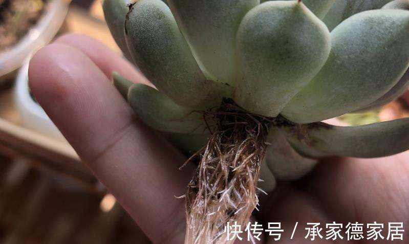 多肉|以这4款植物为例，教你该怎么养根壮根