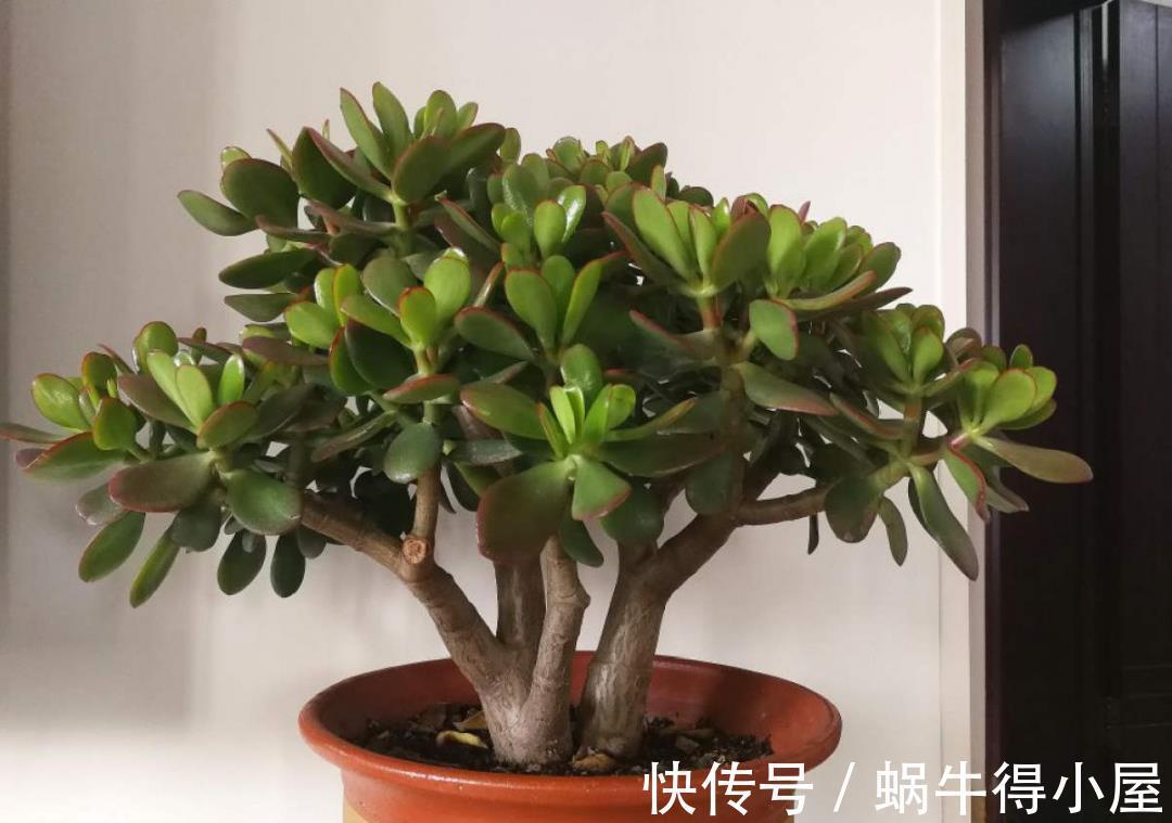 金枝玉叶|30℃以上，10种花就先别养了，买一盆死一盆，别怪我没提醒你