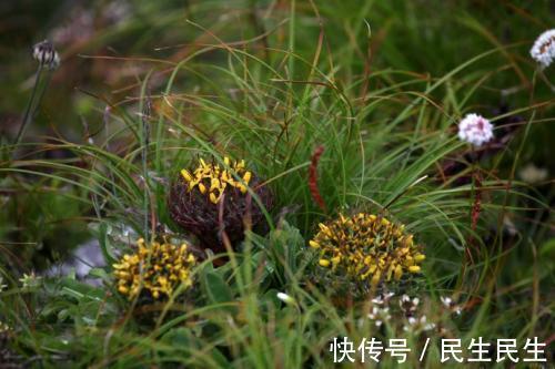 向日葵|农村一种野草,外形似向日葵,根似人参,用它泡茶喝,治咳嗽良药