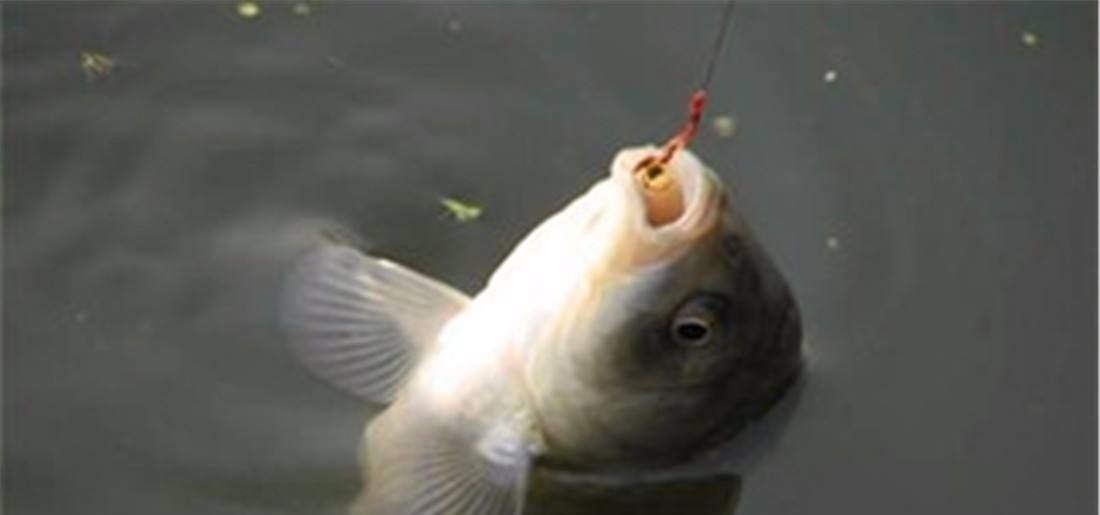 钓春鲫,判断鲫鱼是不是已经离底了,看这两个迹象就足够了