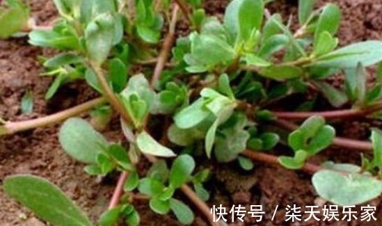 阳台|阳台盆栽的“2种”植物,阳台种一些,够吃大半年!