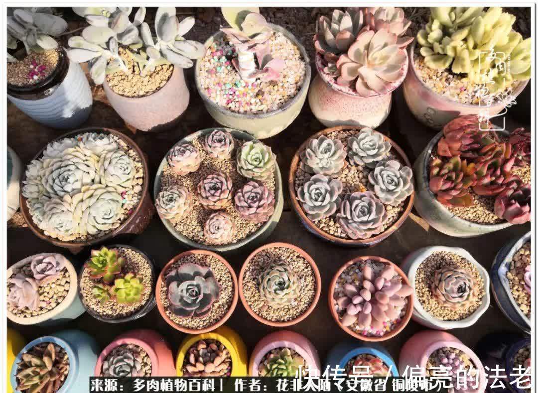 感恩遇见,感谢有你——多肉