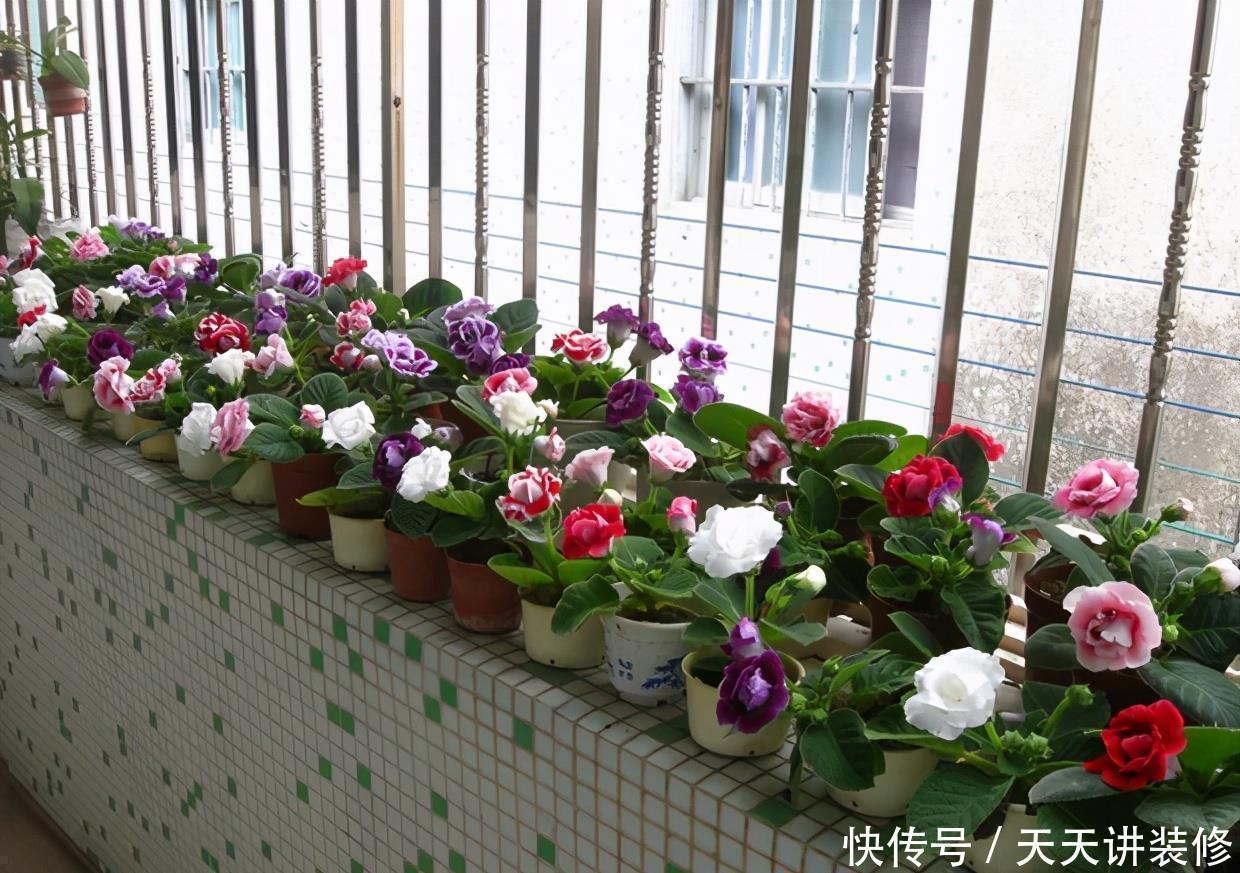 光照|3种“耐阴花”,适合北阳台,不见太阳也能开花,四季轮流开不断