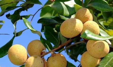 营养神经|失眠是“万病之源”,每天开水加点它,助眠排毒,第二天精神好