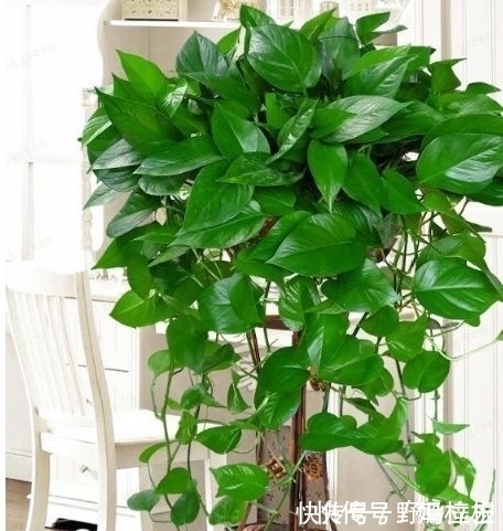 现在就养3种花,好养招财又旺人,人旺事业顺,财源滚滚