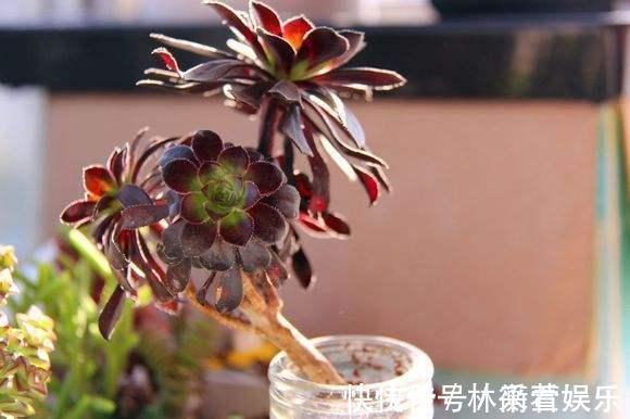 绿法师|多肉不能随便养,挑这3个品种,三五年成老桩,价值涨了不少