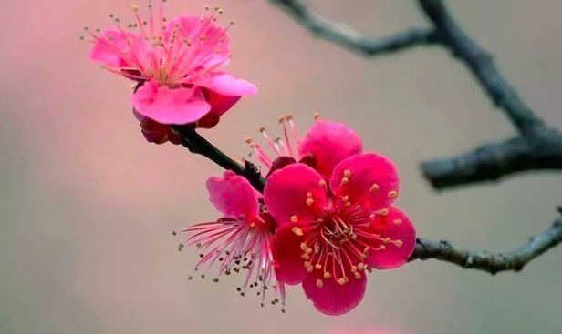 上堂开示颂@高僧写下的一首诗,每一句都是至理名言,屡屡被人引用