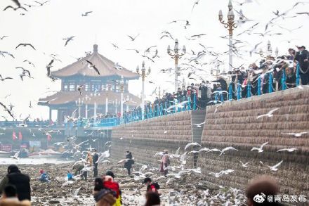栈桥成为最火景点，你到栈桥喂海鸥了吗？