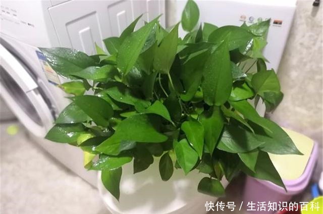 想让绿萝长爆盆别再用啤酒了,新方法高效又安全!