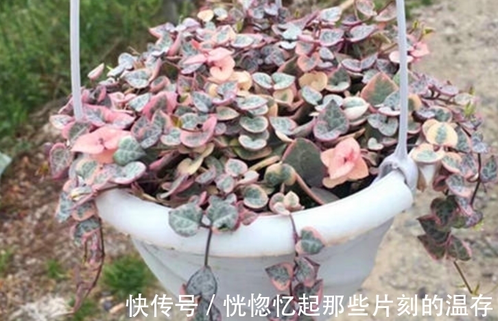 多肉要使劲晒才能出状态?这4种多肉“怕晒”,暴晒难养好