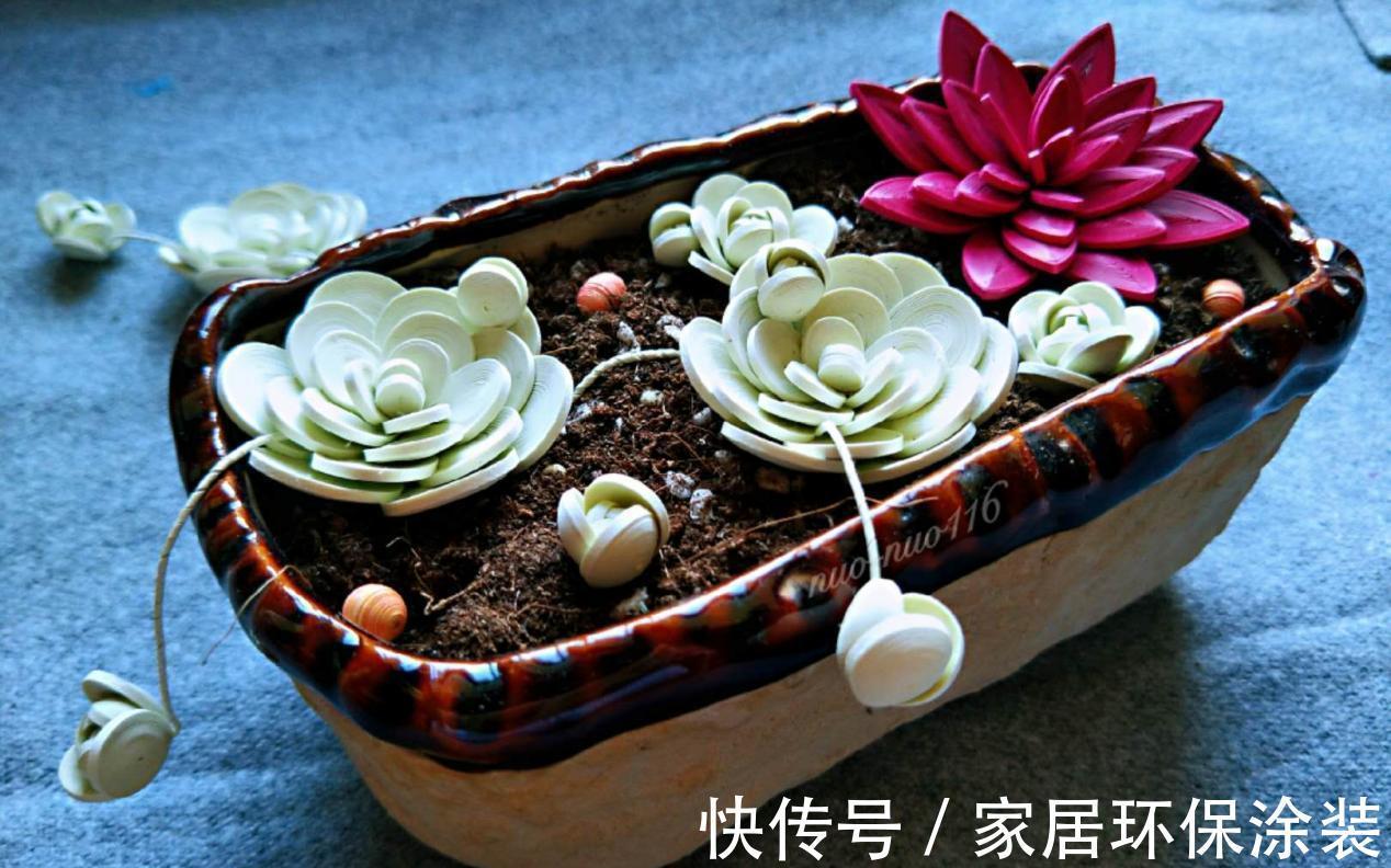 养多肉,别小看浇水,注意方法和对象,盆栽才不出问题