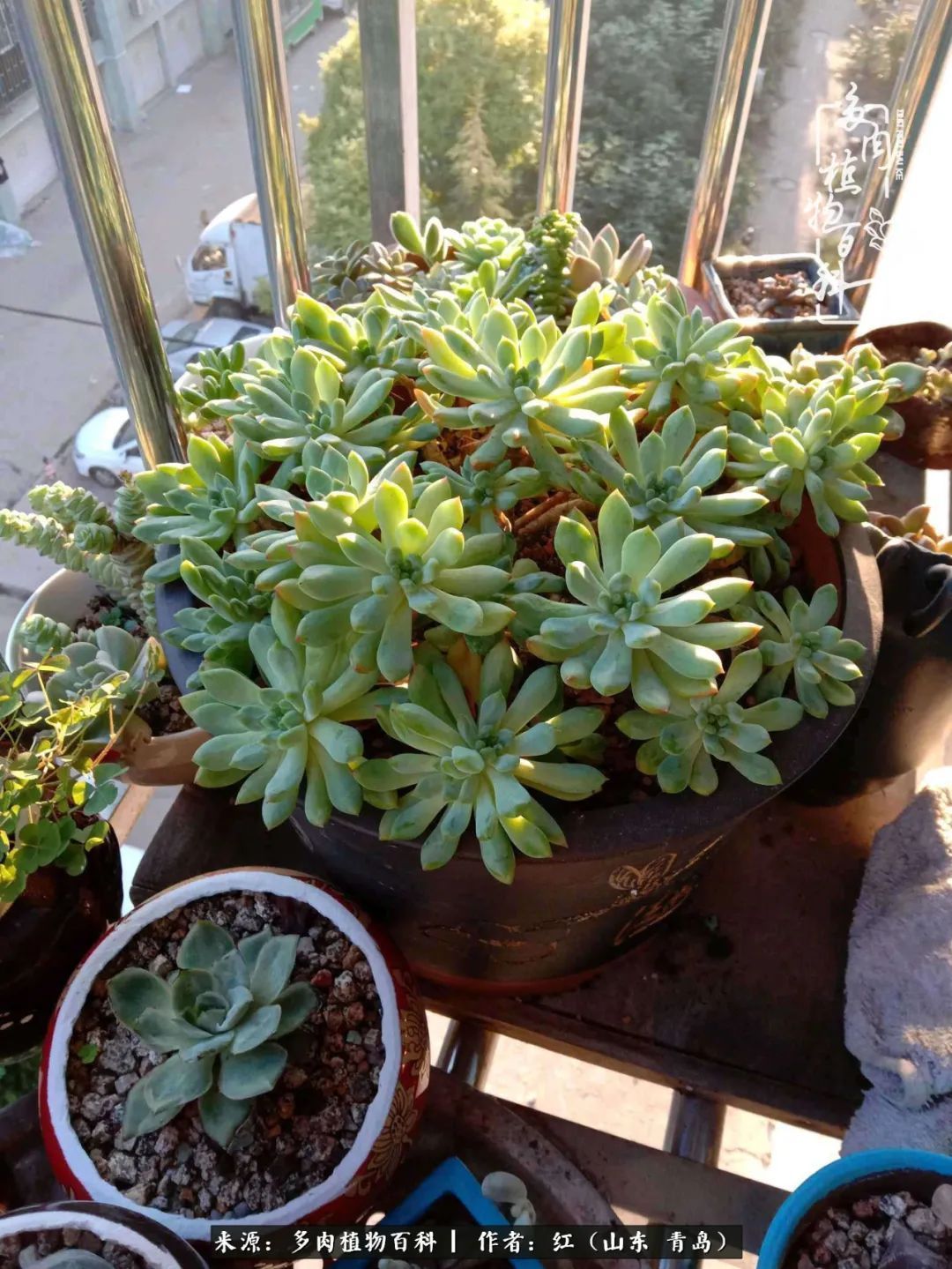 多肉度个夏，回到解放前！曾经有多美，现在就有多丑！