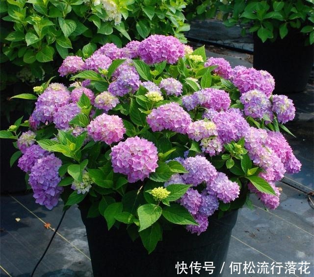 绣球花会“变脸”,稍微调一调土壤的“味道”,花色就会随心改变!