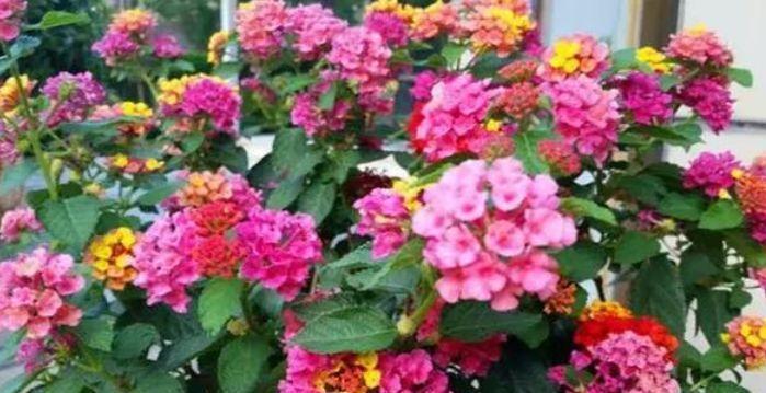  4款艳美的花卉，花大色艳花期长好养易爆盆，惊艳如花球