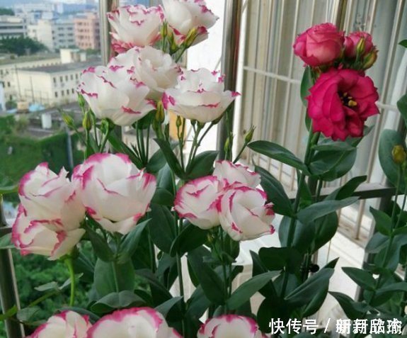 这一款世界名花,观赏价值非常高,花期很长而且好养易活