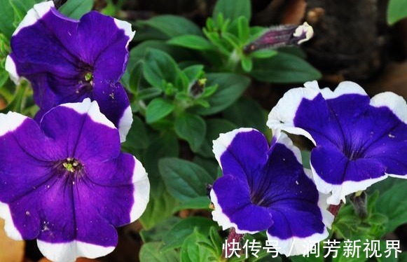 花朵|这些菊花种在家里贼好看,一盆千百多,开花开不停,花朵绚丽多彩