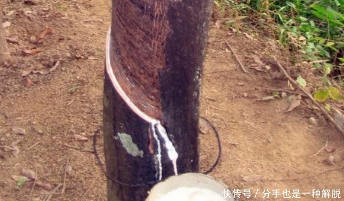 可口|奶奶家种的这种树,切一刀后流出白色“液体”,果子非常可口